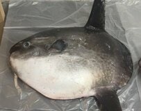 マンボウの骨格標本を制作してみたら…普段の姿からは想像できない「不思議な骨格構造」に注目する声が続出