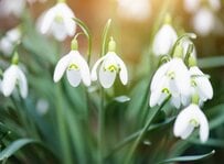 【来月2月に支給】障害年金と障害年金生活者支援給付金、合計でいくら受け取れるのか？65歳から他の年金との「併給は可能？」