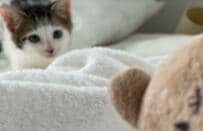 クマのおもちゃを狙う子猫が4年後……まさかの光景に思わずビックリ！？