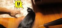 パパの手がある動きをすると…豹変する猫ちゃんの姿に思わず大爆笑！