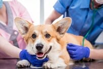 三田寛子、愛犬との“おうち時間”2ショットを披露「素敵ですね」「相変わらずの愛らしさ」ネットほっこりの声