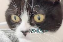 「←かくれんぼする猫　疲れて眠るときの姿→」予想外の行動に笑いが巻き起こる　「どうやって、入ったんよ」