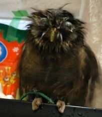 【水浴びでご満悦なフクロウ】リラックスした表情がたまらない！視線に気付いて驚く様子も可愛い