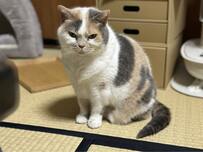 【ハンターの目】大好物を狙い、鋭い目つきをする猫ちゃんに驚愕！