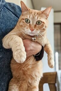 「つかまったか...」飼い主さんにつかまった猫ちゃんの姿に思わず笑ってしまう