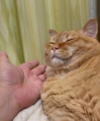 猫の「厳しい匂い検査」が可愛すぎる　勝ち取った合格に9万いいね