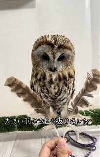 抜けた自分の大きな羽にさほど興味がないフクロウに、SNSでも「可愛い」の声