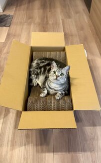 爪とぎを開封したら、猫が侵入！その後の「意外な光景」に笑ってしまう