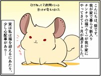 保護チンチラの福くん。安心できる場所で顔つきも穏やかに【チンチライフ87話】 