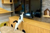 自宅の天井に視線を送る猫…　発見した「生き物の正体」に思わず二度見