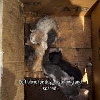 「3日以上も放置されていた子猫たち…」ひどく汚れて衰弱していた子猫を保護し、ミルクを与えて体を綺麗に。安心して眠る姿にホッとひと安心