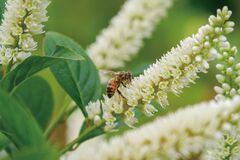 初夏の狭い庭や玄関先を〈白い花が咲く低木〉でパッと華やかに。植えっぱなしOKで育てやすい！ホワイトガーデンの主役にも！