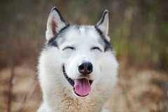 【飼い主が目撃】犬の犯行後の様子に思わず目を疑う　自宅の状態に「ごまかそうとしてない？」