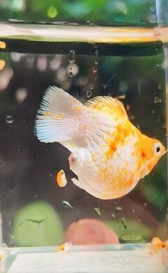 「小魚をウンチで出した」魚のお腹から稚魚が誕生 意外な出産方法にびっくりする声が続々