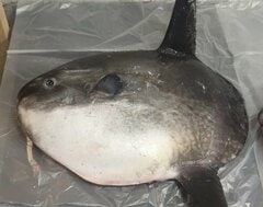 マンボウの骨格標本を制作してみたら…普段の姿からは想像できない「不思議な骨格構造」に注目する声が続出