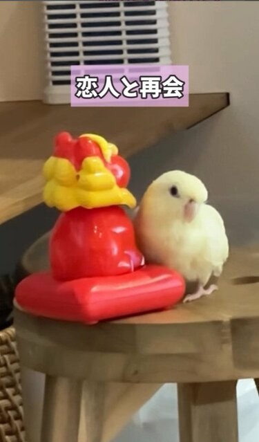 恋するインコ】20分もインコに寄り添われたうらやましい相手は？驚きの