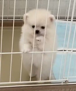 子犬時代のぽんちゃん