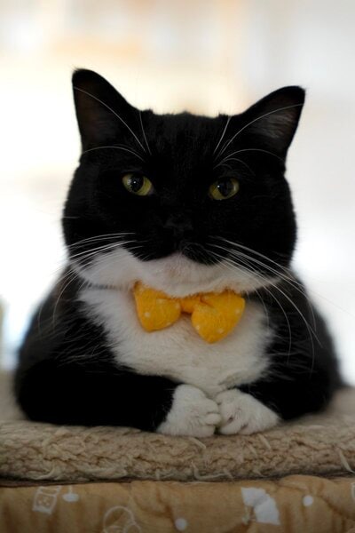 黄色い蝶ネクタイでキメた猫のうにちゃん