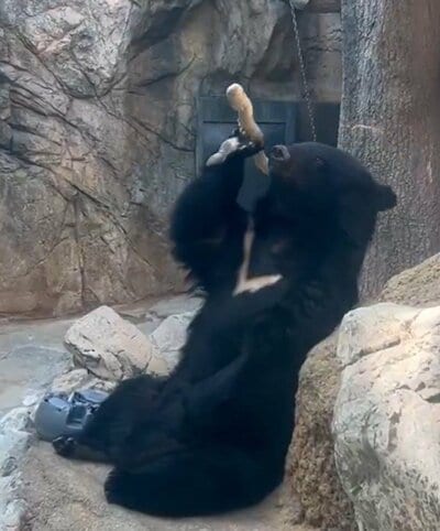 神戸市立王子動物園