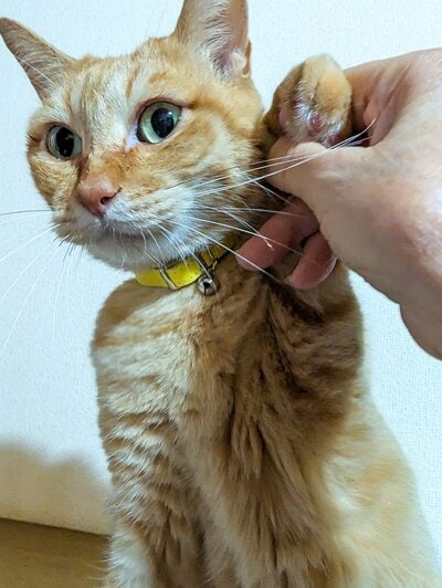 まっすぐにこちらを見つめるぷりんちゃん