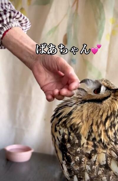 投稿動画のワンシーン