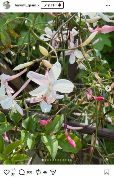 栗原はるみのInstagram投稿