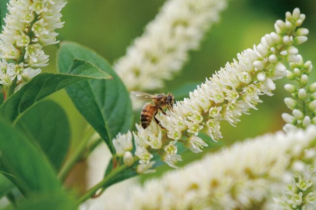 初夏の狭い庭や玄関先を〈白い花が咲く低木〉でパッと華やかに。植えっぱなしOKで育てやすい！ホワイトガーデンの主役にも！