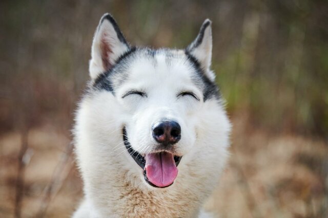 「生後9か月」のハスキー犬が留守番　帰宅後の状態に思わず二度見「ハスキーあるあるすぎて…」