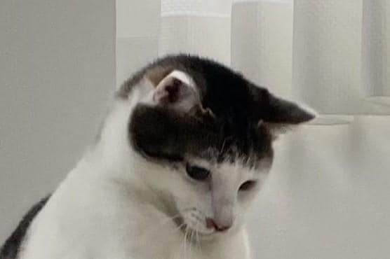 筋肉隆々な元保護猫さんが話題　たくましすぎるボディが笑っちゃう可愛さ