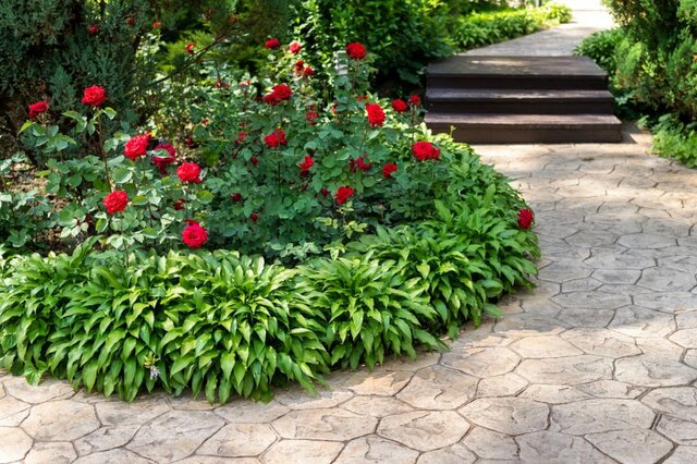 うちの庭に「植えてよかった」秋バラと相性抜群の《多年草》7選！植えっぱなしでもローメンテ