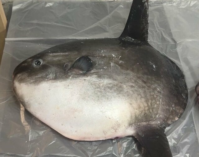 マンボウの骨格標本を制作してみたら…普段の姿からは想像できない「不思議な骨格構造」に注目する声が続出