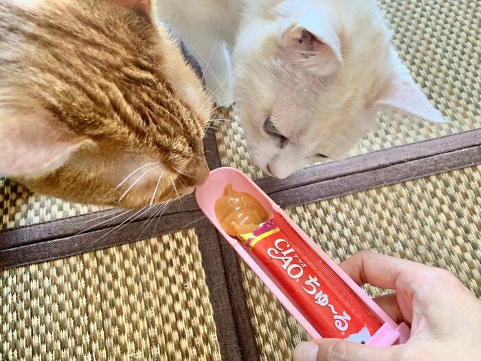 液状おやつの封を開けると、においに気づいて猫達が近づいてきました！