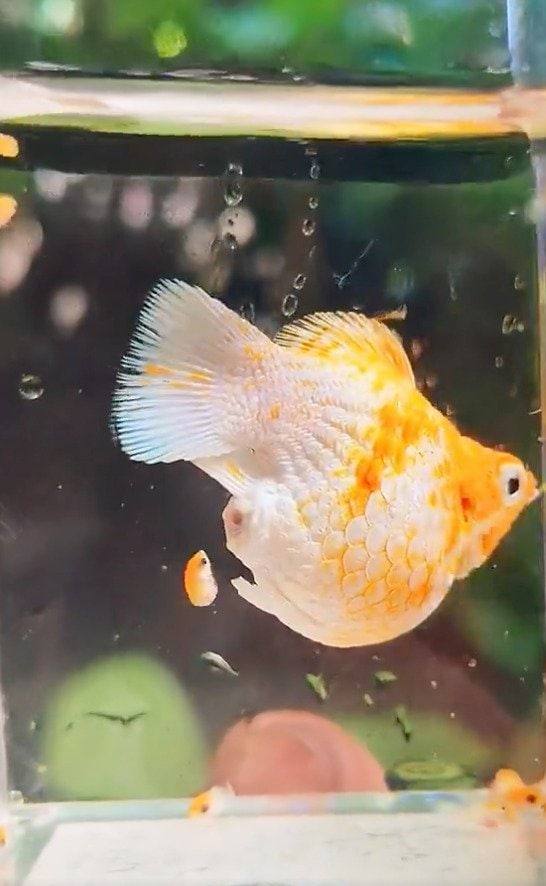 「小魚をウンチで出した」魚のお腹から稚魚が誕生 意外な出産方法にびっくりする声が続々