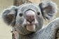 【神戸市立王子動物園】「ドヤッ」コアラの健康診断に密着！健診を終えて見せた“ドヤ顔”の表情に癒やされる（兵庫県）