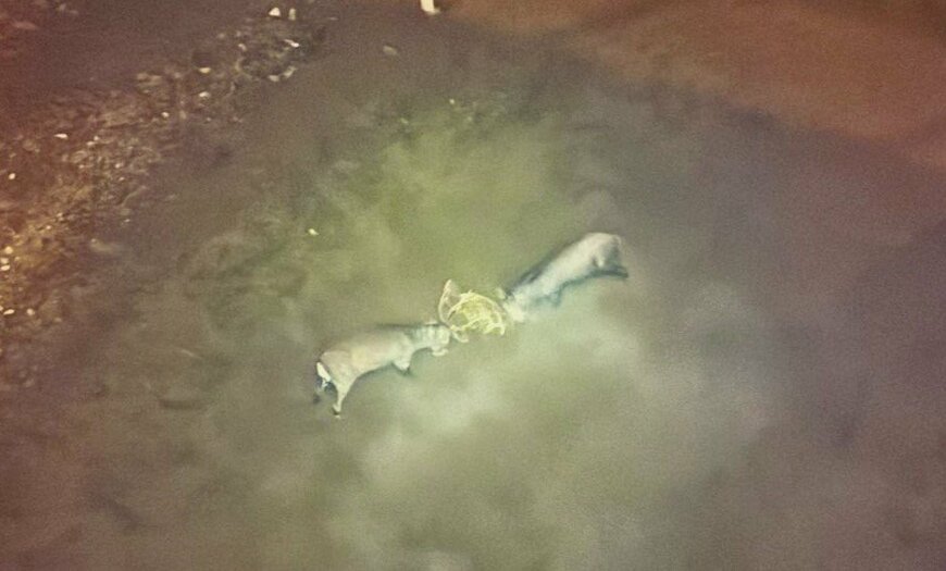 出所：@YAMANECO_jp