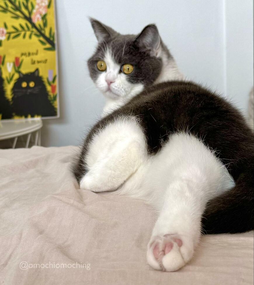 出所：@omochiomoching