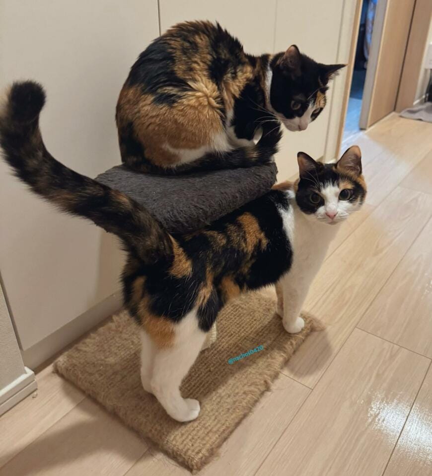 出所：@nachos0420