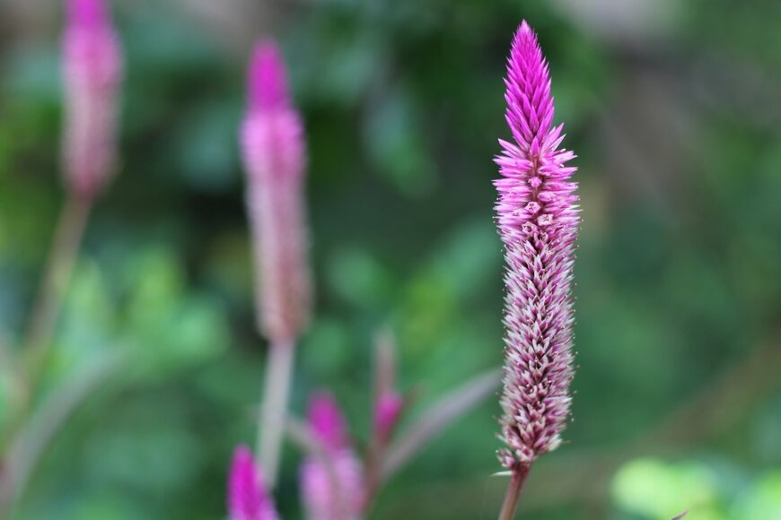 Rizkywan96/shutterstock.com