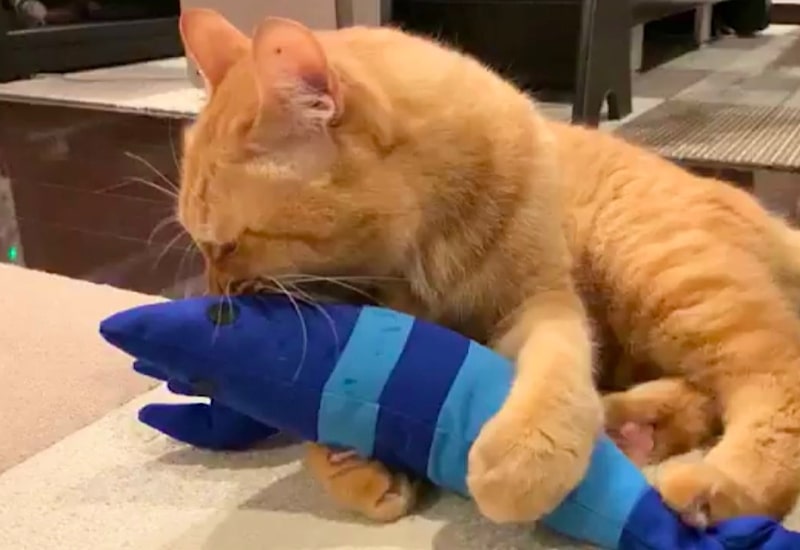 出所：@Adonis_Beginner