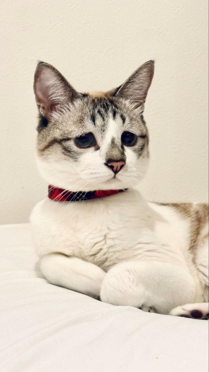 「おうち壊してないから大丈夫」聞こえた音に「ふあん」な保護猫さんが22万回表示