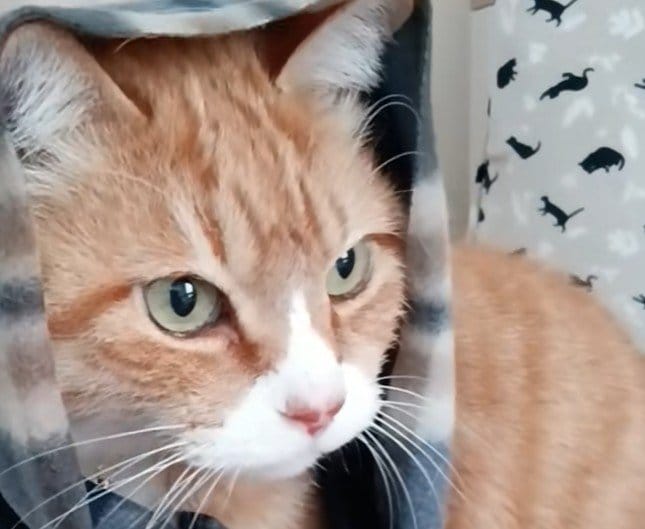 マフラーを巻いた猫の思わぬ行動に爆笑「可愛いしかない！」