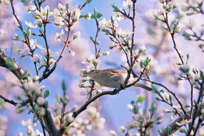 【2026年3月募集の個人向け国債】「金利」は何％？《変動10年・固定5年・3年》最新条件！前回「一番人気」だったのはどれ？