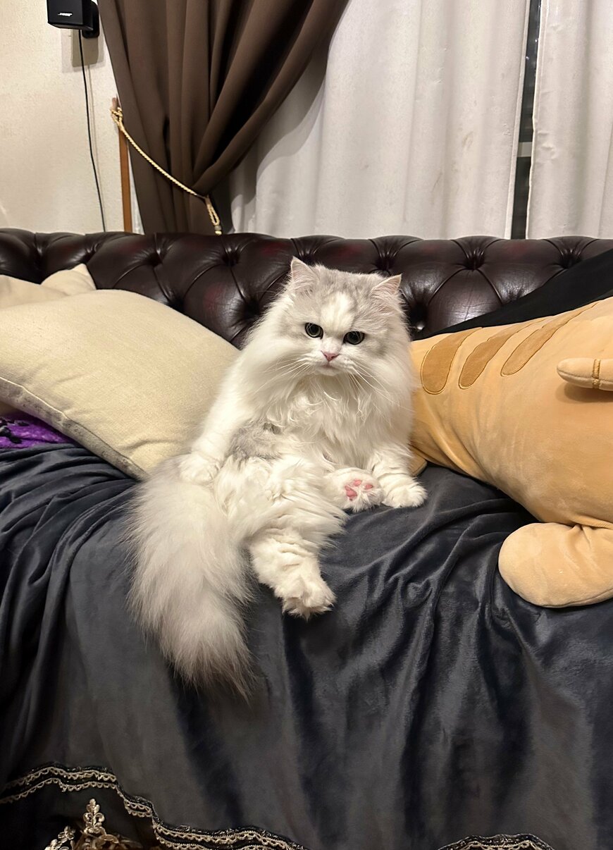 出所：@NEKOLAND13