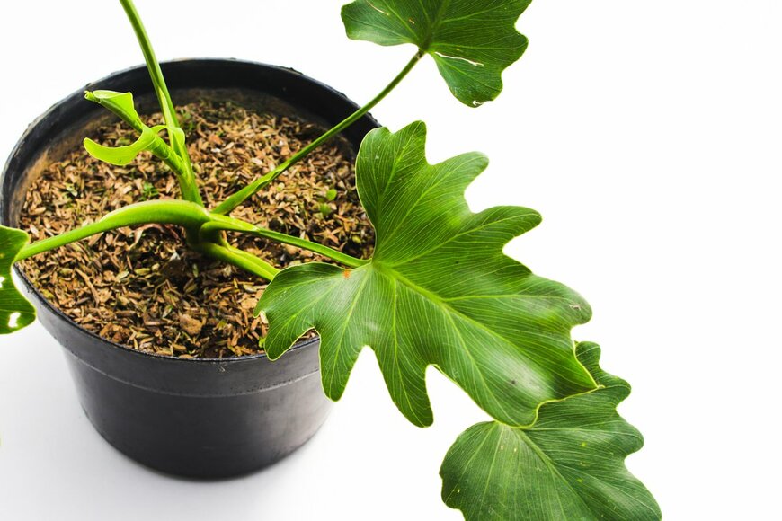 jamaludinyusuppp/Shutterstock.com