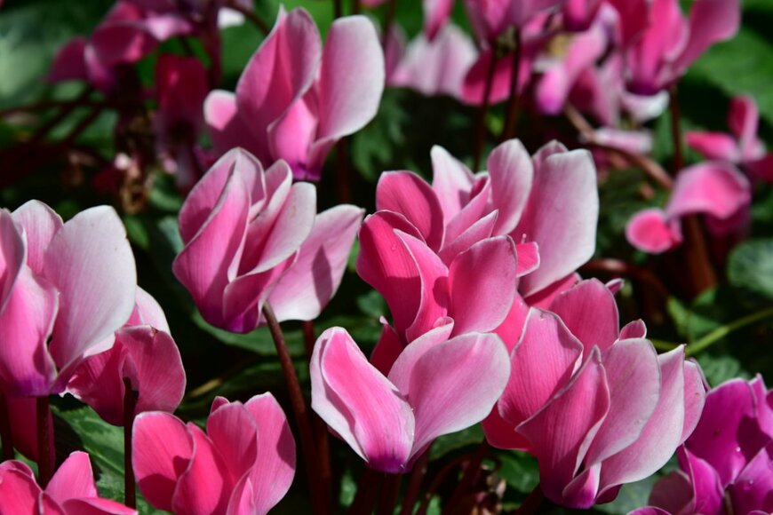 chutima chaimratana/shutterstock.com