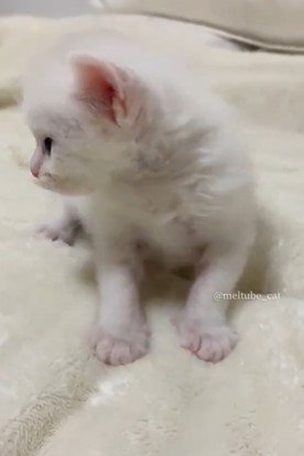 出所：@meltube_cat