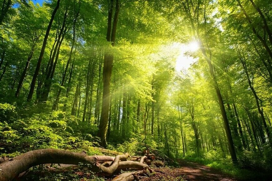 100キロのイノシシからとった「たてがみ」に思わず目を疑う　とんでもない強度が話題に