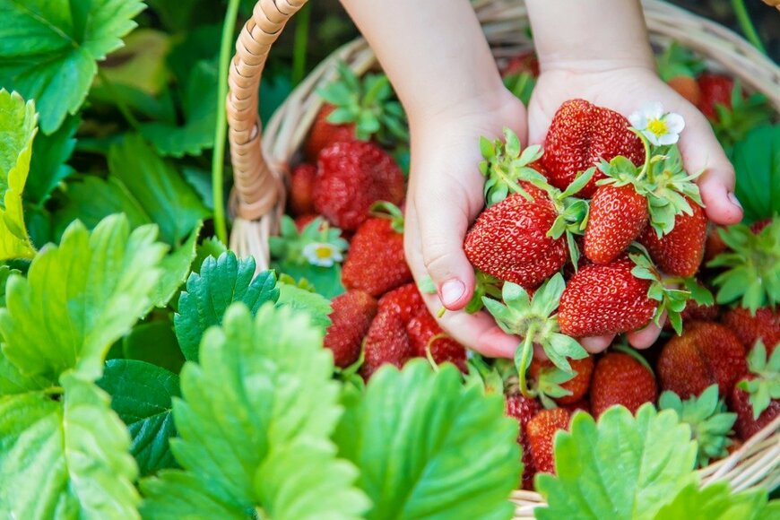 Yana Tatevosian/istockphoto.com