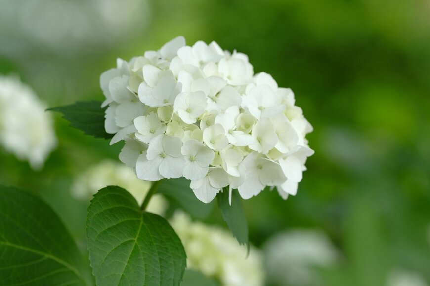white hydrangea in full blooming(shepherdsatellite/Shutterstock.com)