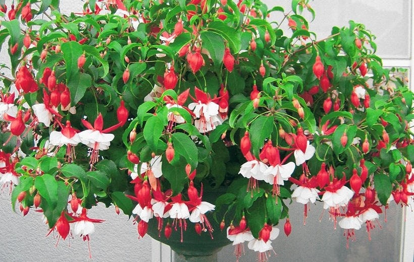 出所：サントリーフラワーズ　エンジェルス イヤリング